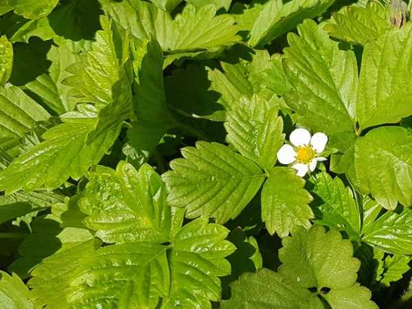 Fragaria vesca var. vesca Wald-Erdbeere